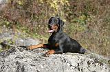 DOBERMANN 421